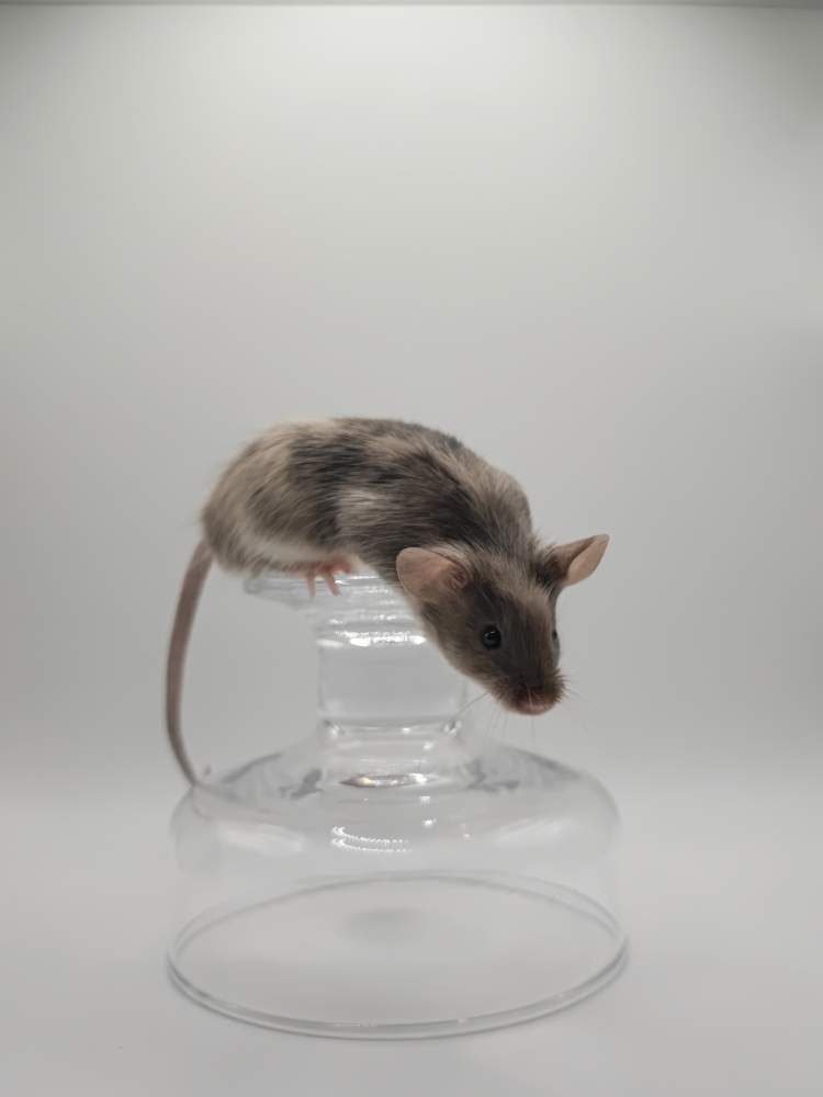 Fancy mouse Breeder Mus musculus 