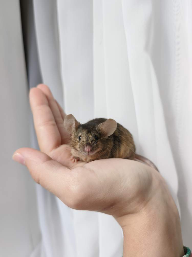 Fancy mouse Breeder Mus musculus 