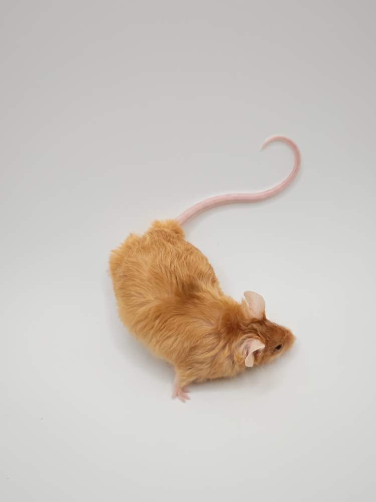 Fancy mouse Breeder Mus musculus 
