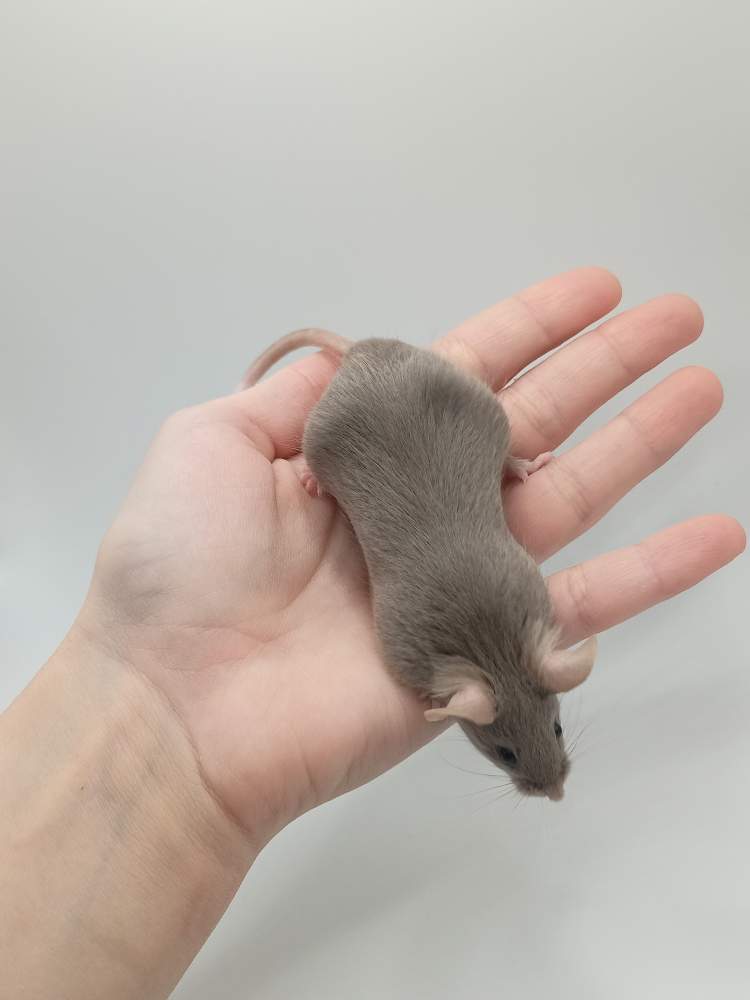 Fancy mouse Breeder Mus musculus 