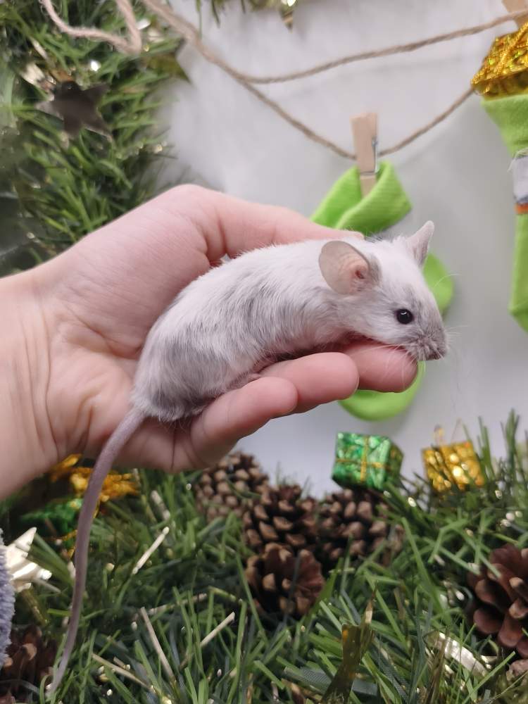 Fancy mouse Breeder Mus musculus 