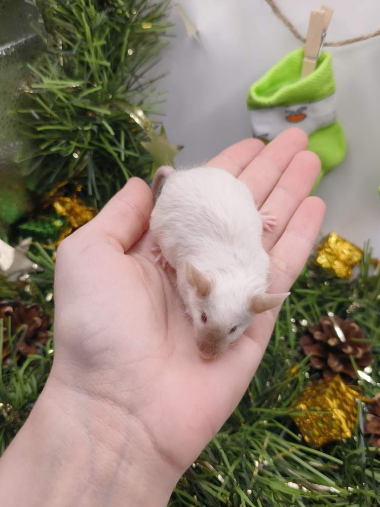 Fancy mouse Breeder Mus musculus 