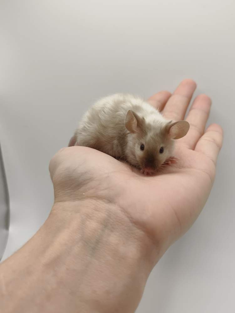 Fancy mouse Breeder Mus musculus 