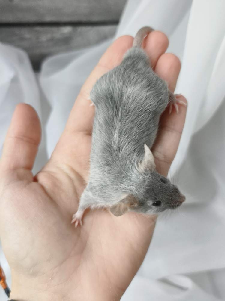 Fancy mouse Breeder Mus musculus 