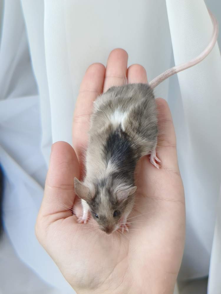 Fancy mouse Breeder Mus musculus 