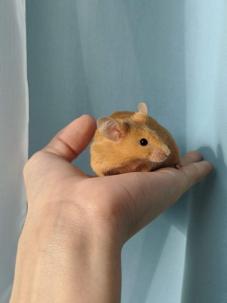 Fancy mouse Deceased Mus musculus 