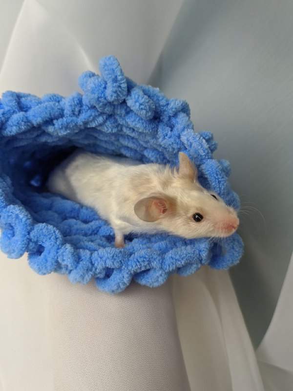 Fancy mouse Breeder Mus musculus 