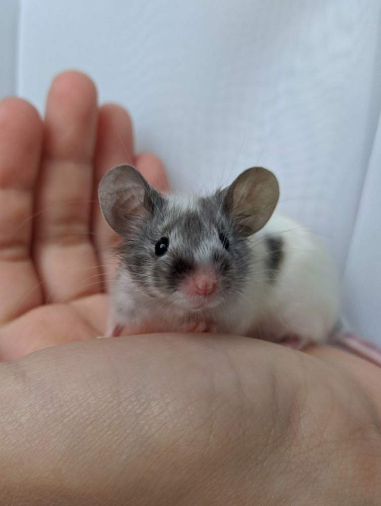 Fancy mouse Breeder Mus musculus 