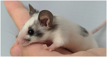 Fancy mouse Breeder Mus musculus 