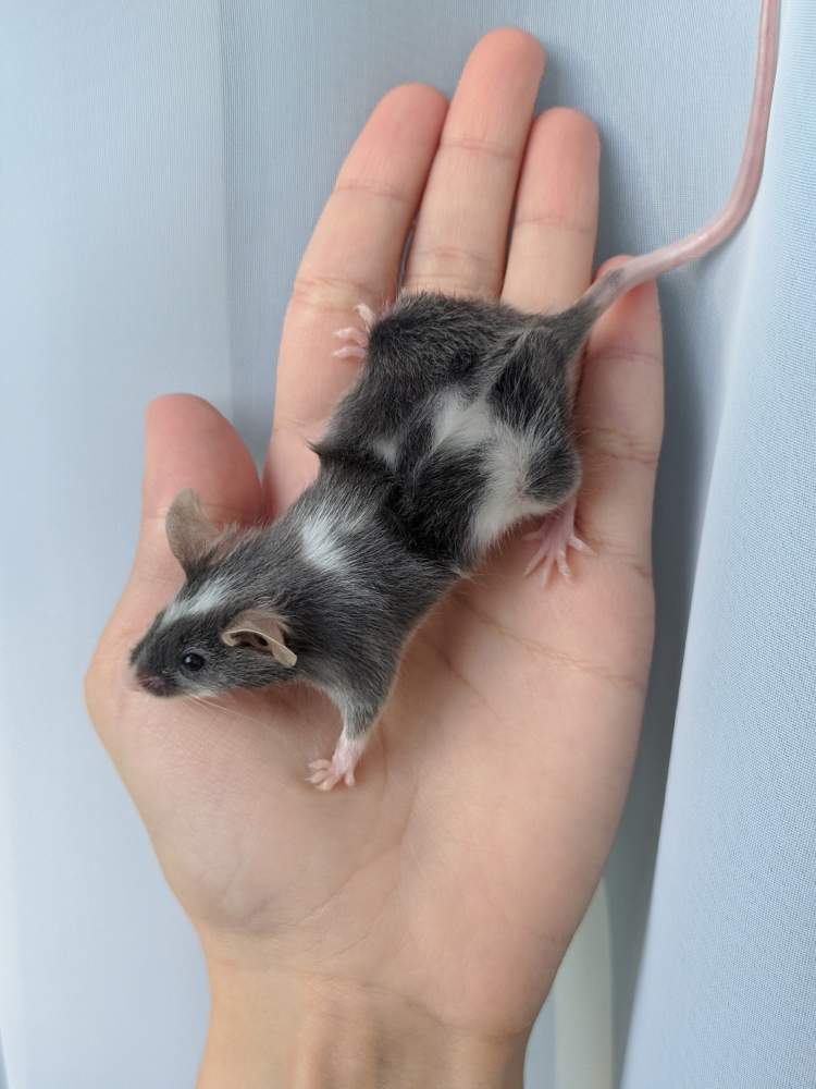Fancy mouse Owned by other Mus musculus 