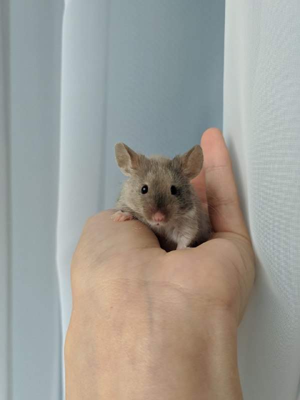 Fancy mouse Breeder Mus musculus 