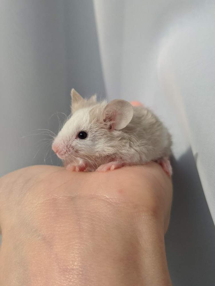 Fancy mouse Breeder Mus musculus 
