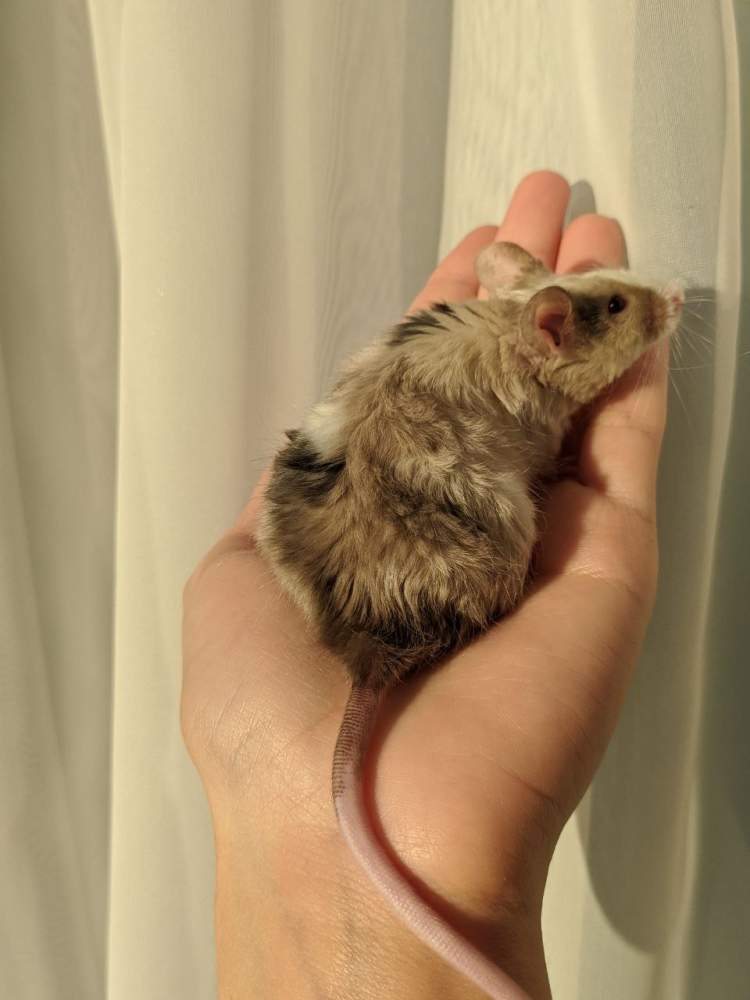 Fancy mouse Breeder Mus musculus 