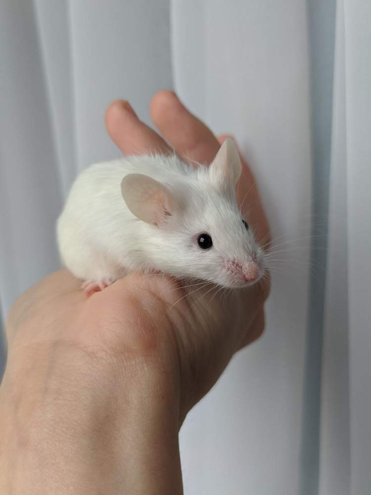 Fancy mouse Breeder Mus musculus 