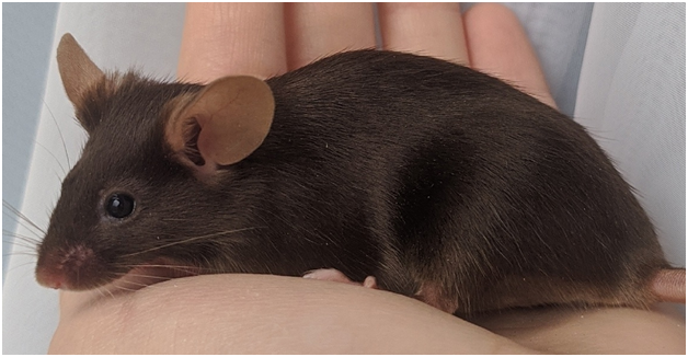 Fancy mouse Breeder Mus musculus 
