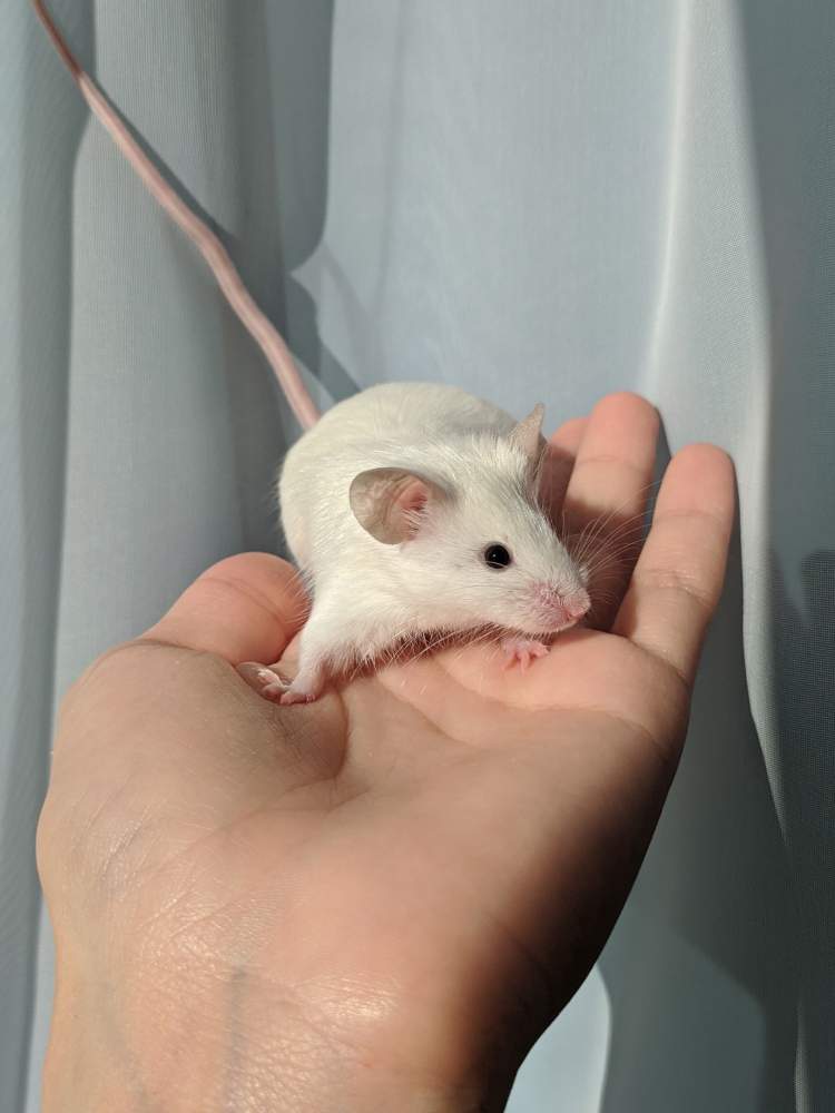 Fancy mouse Breeder Mus musculus 