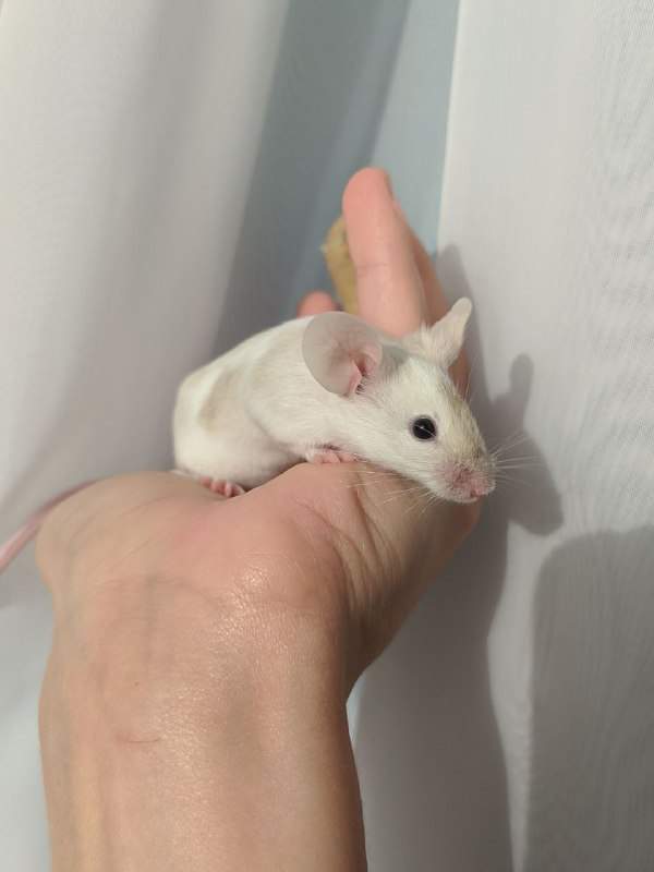 Fancy mouse Breeder Mus musculus 