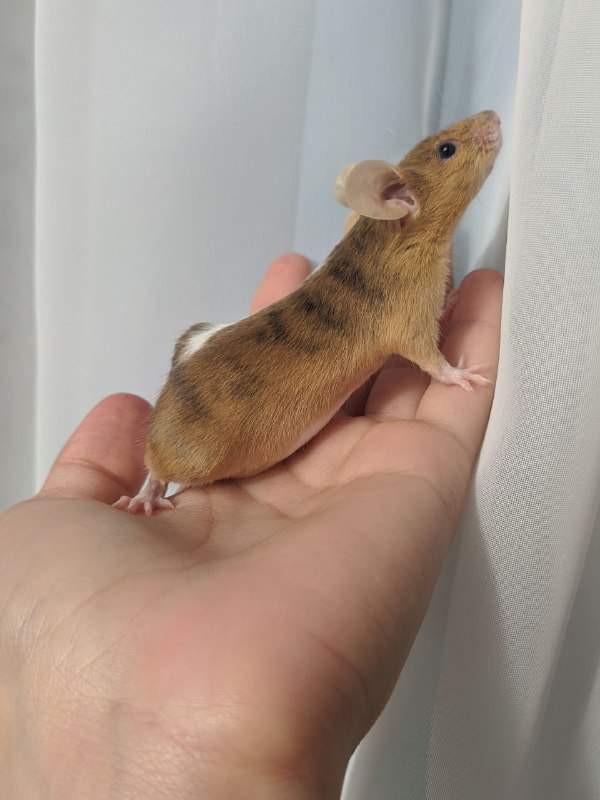 Fancy mouse Breeder Mus musculus 