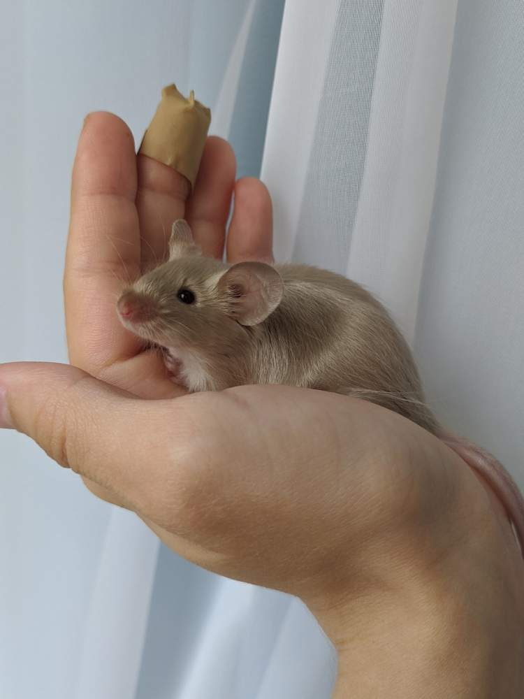 Fancy mouse Breeder Mus musculus 