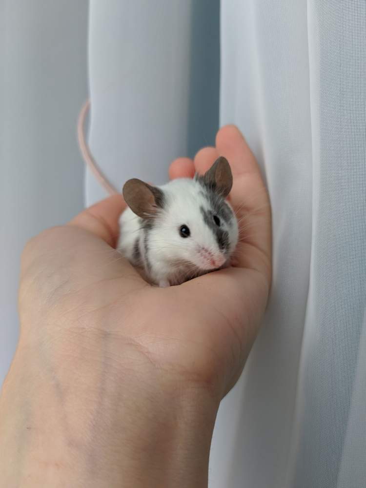 Fancy mouse Breeder Mus musculus 