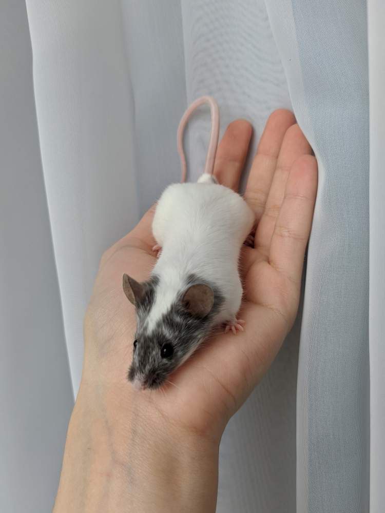 Fancy mouse Breeder Mus musculus 