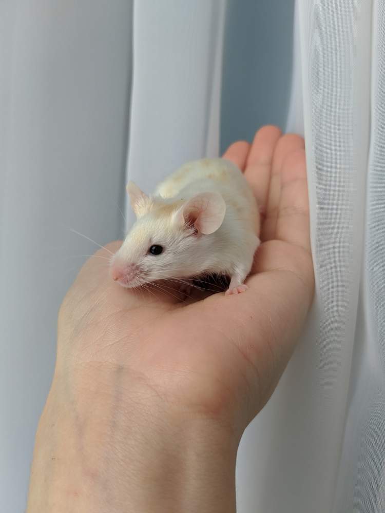 Fancy mouse Breeder Mus musculus 