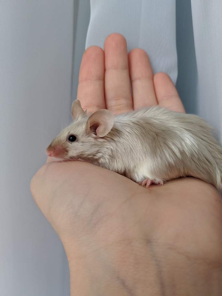 Fancy mouse Breeder Mus musculus 