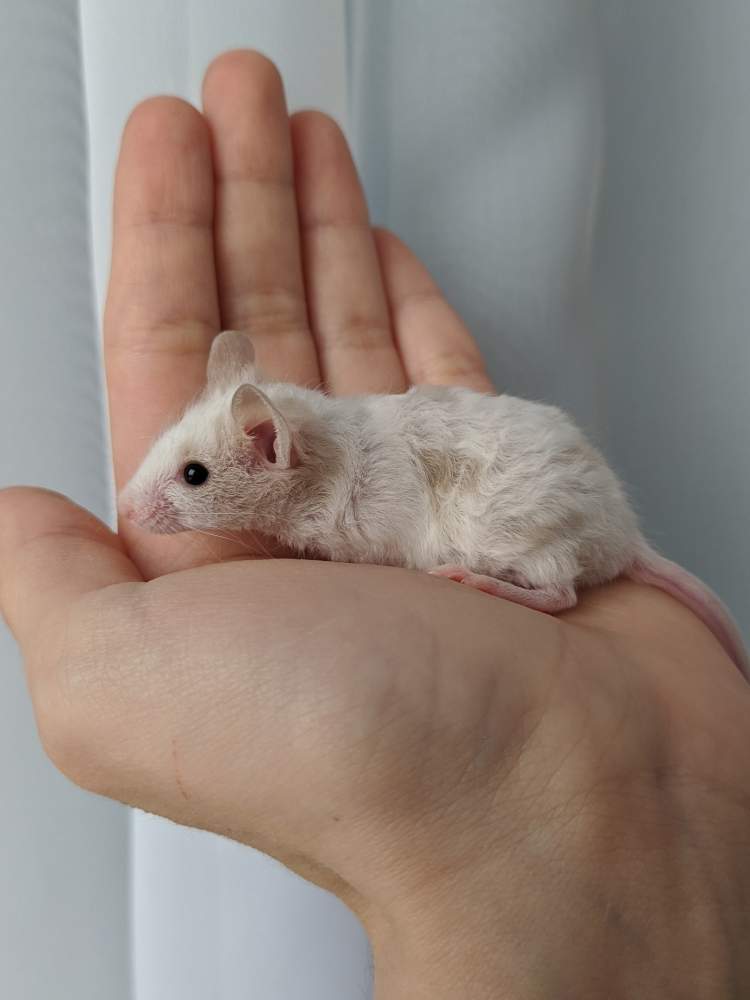 Fancy mouse Breeder Mus musculus 