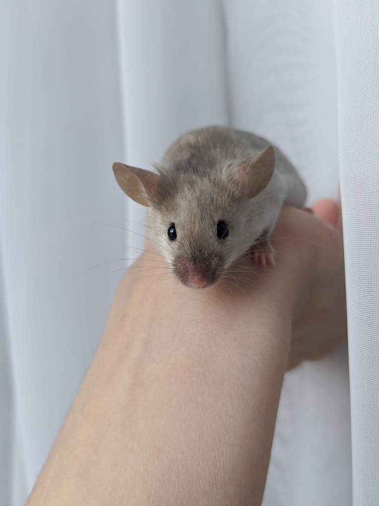 Fancy mouse Owned by other Mus musculus 