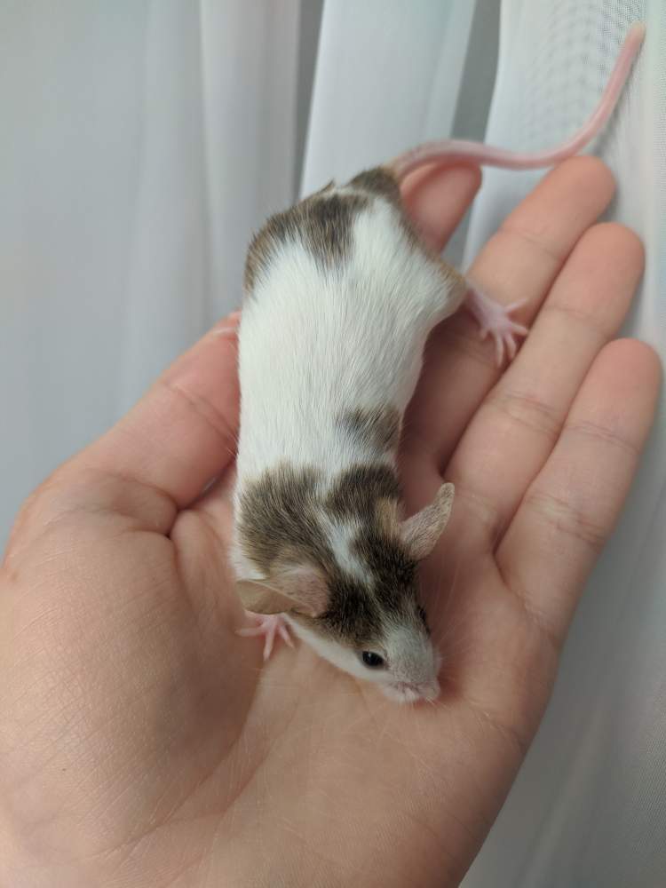 Fancy mouse Breeder Mus musculus 