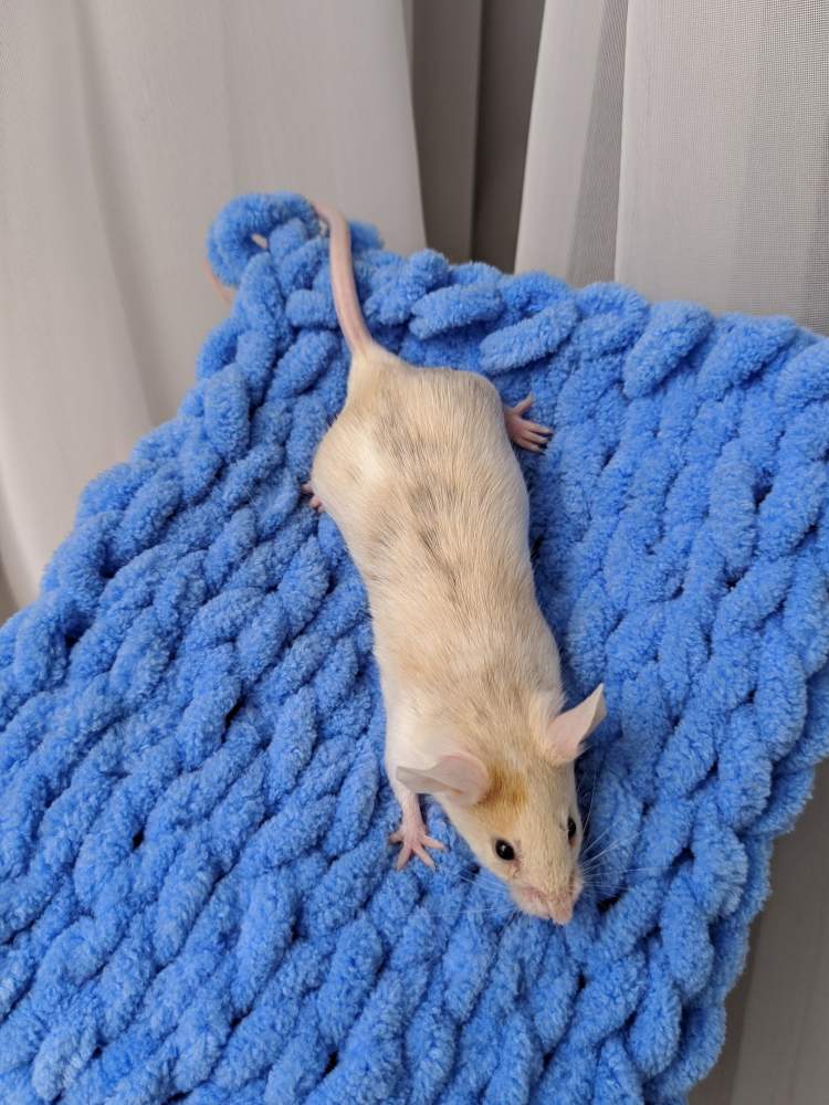 Fancy mouse Breeder Mus musculus 