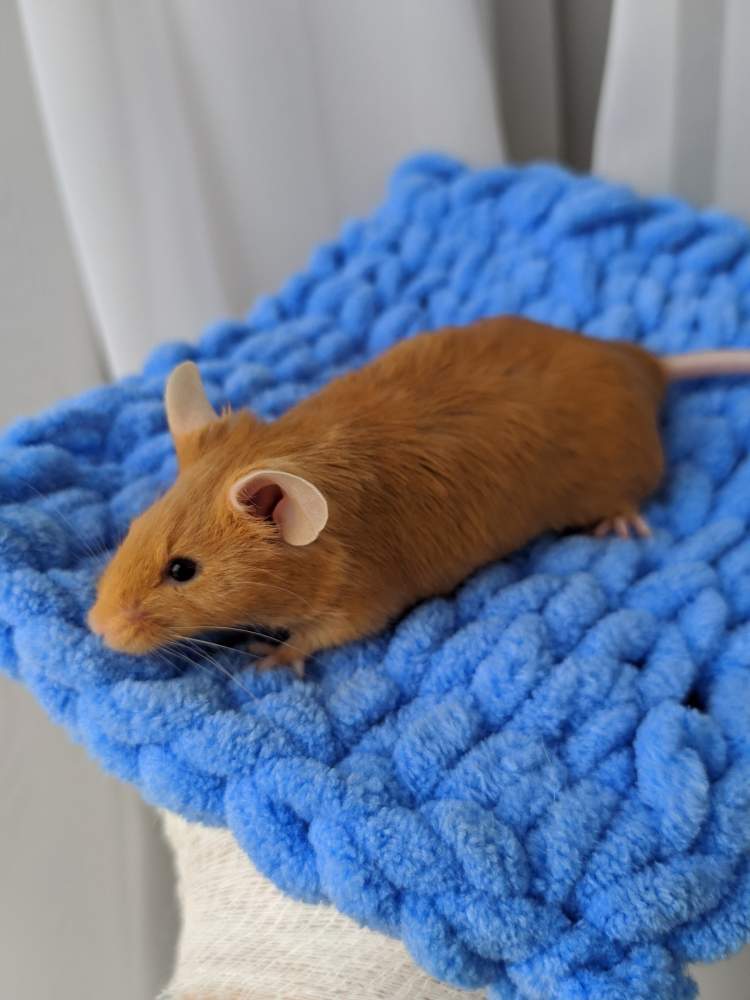 Fancy mouse Breeder Mus musculus 