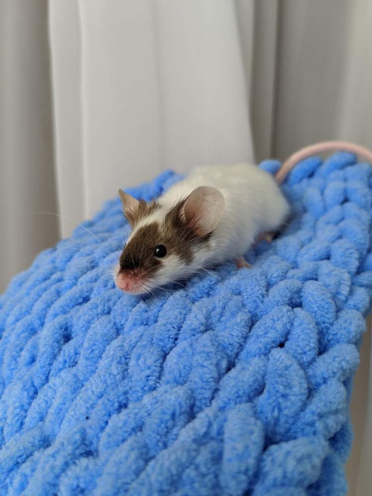 Fancy mouse Breeder Mus musculus 