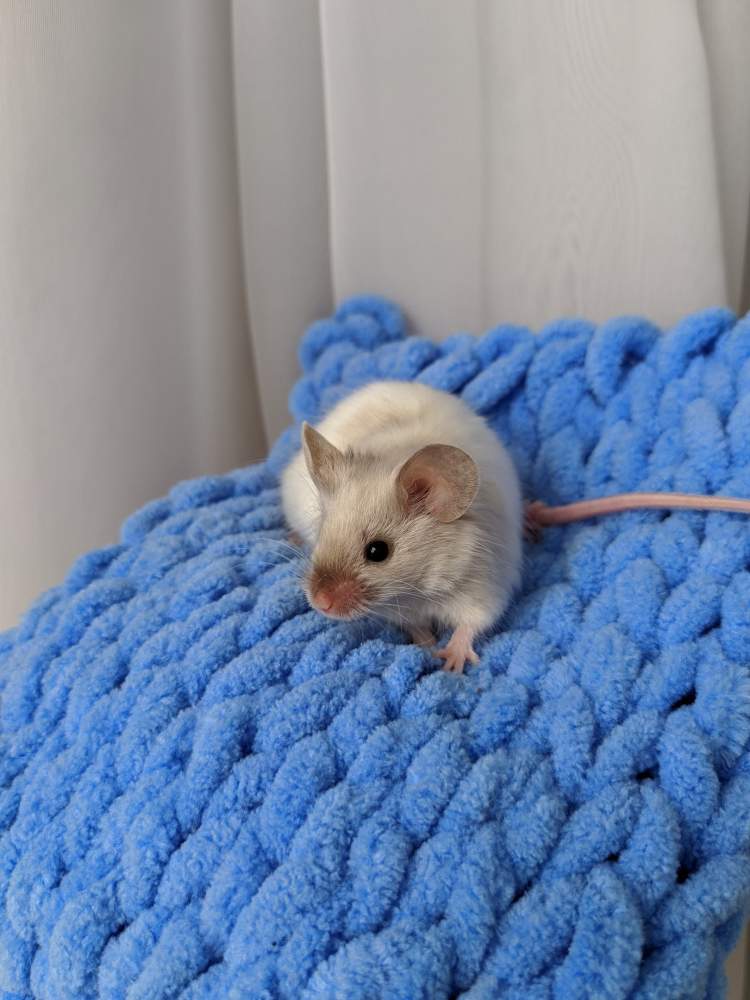 Fancy mouse Breeder Mus musculus 