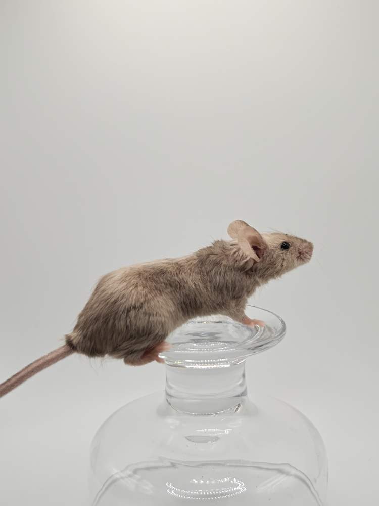 Fancy mouse Breeder Mus musculus 