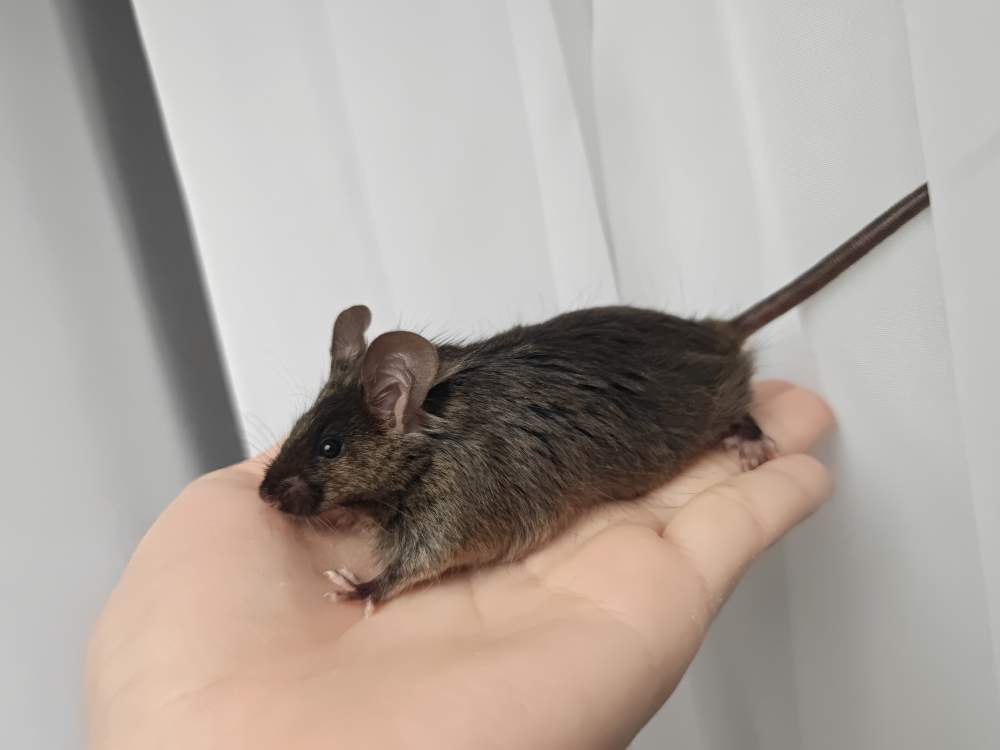 Fancy mouse Breeder Mus musculus 