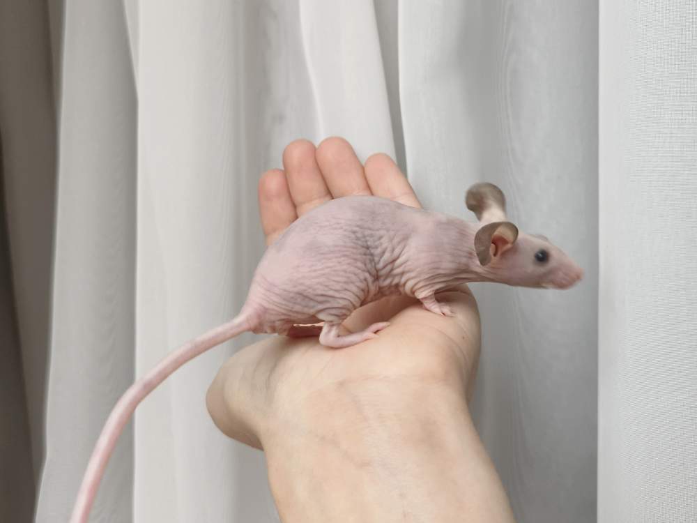Fancy mouse Rehomed Mus musculus 