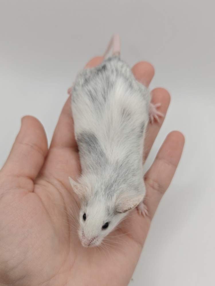 Fancy mouse Breeder Mus musculus 