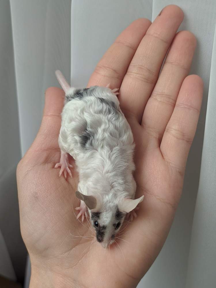 Fancy mouse Breeder Mus musculus 