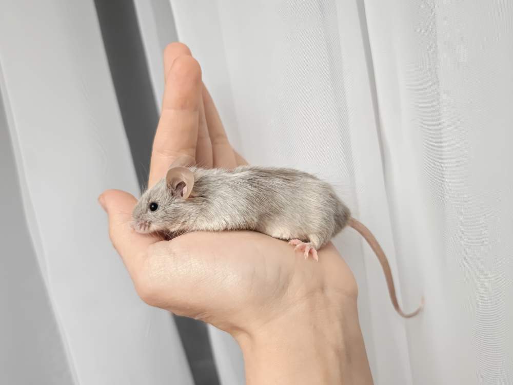 Fancy mouse Retired Mus musculus 