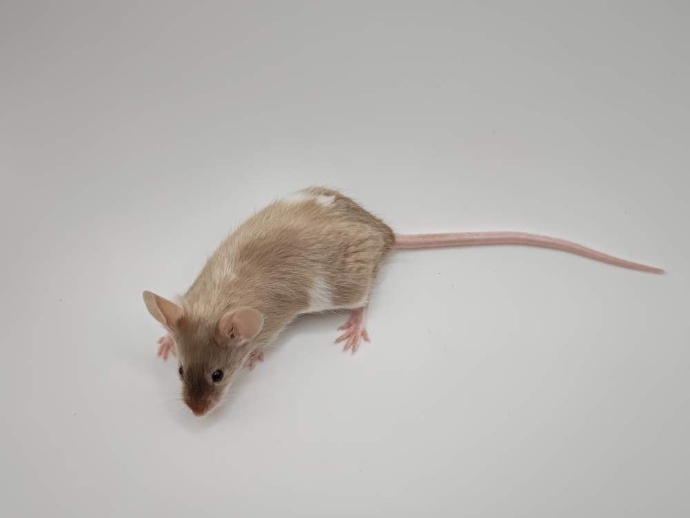 Fancy mouse Breeder Mus musculus 
