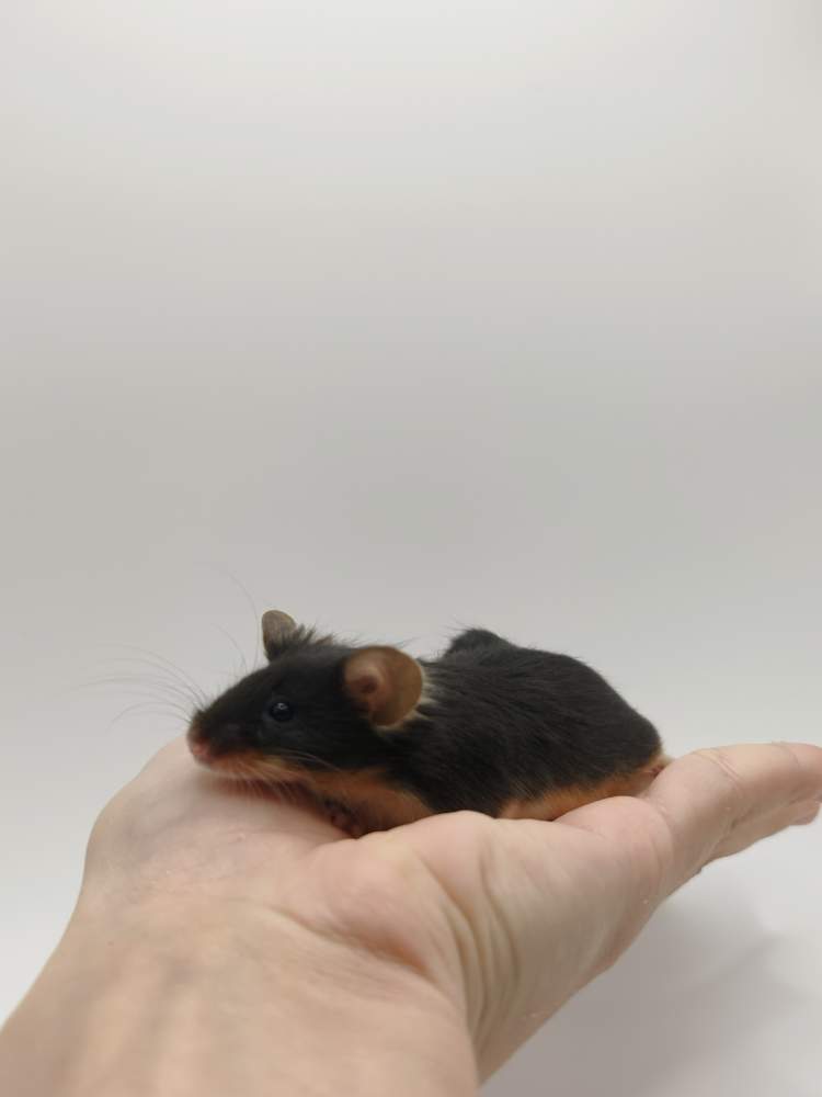 Fancy mouse Breeder Mus musculus 