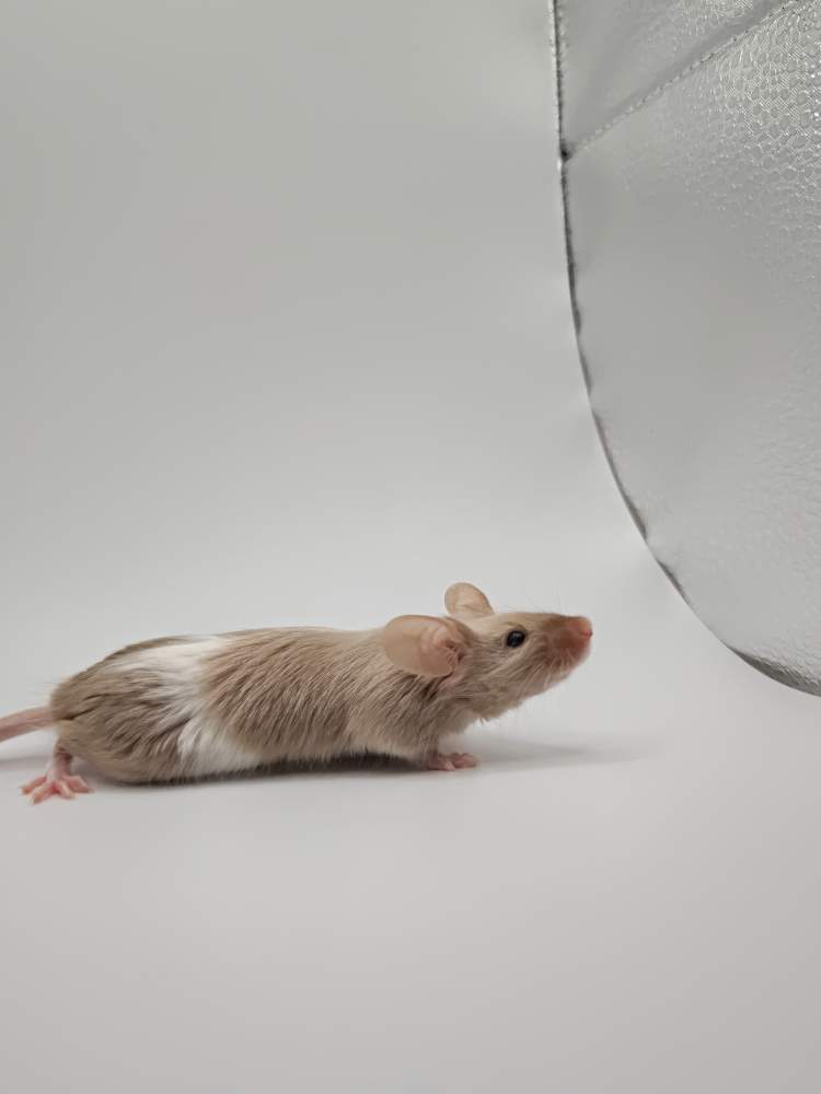 Fancy mouse Breeder Mus musculus 