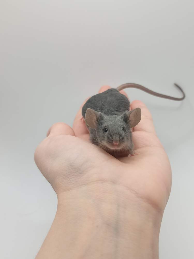 Fancy mouse Breeder Mus musculus 