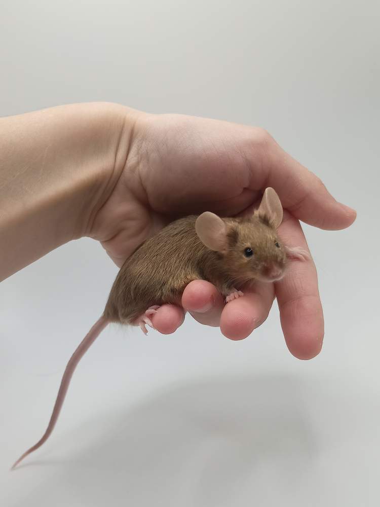 Fancy mouse Breeder Mus musculus 