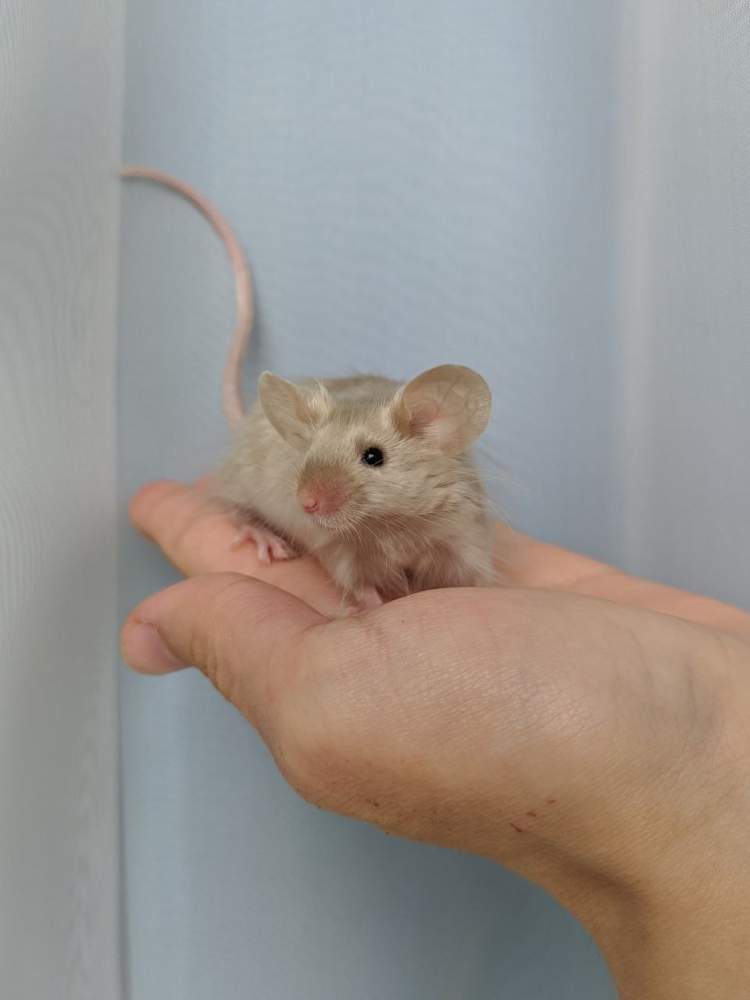 Fancy mouse Breeder Mus musculus 