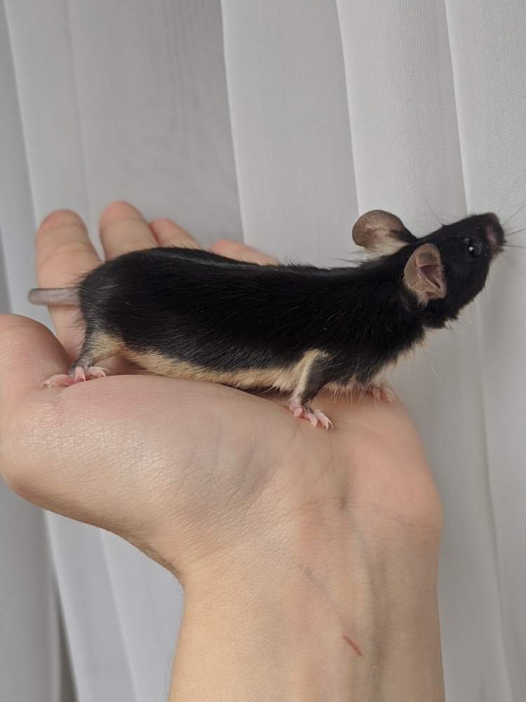 Fancy mouse Breeder Mus musculus 