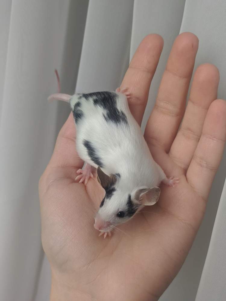 Fancy mouse Breeder Mus musculus 