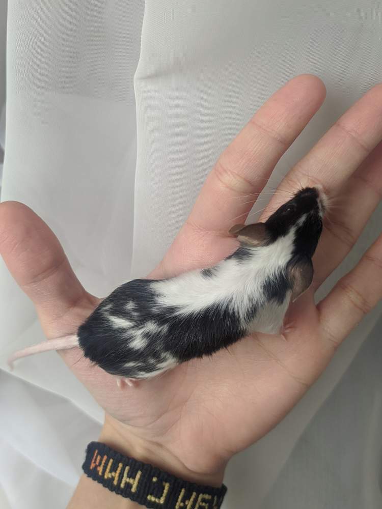 Fancy mouse Breeder Mus musculus 