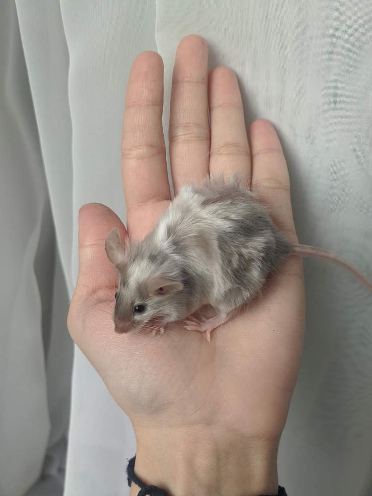 Fancy mouse Breeder Mus musculus 